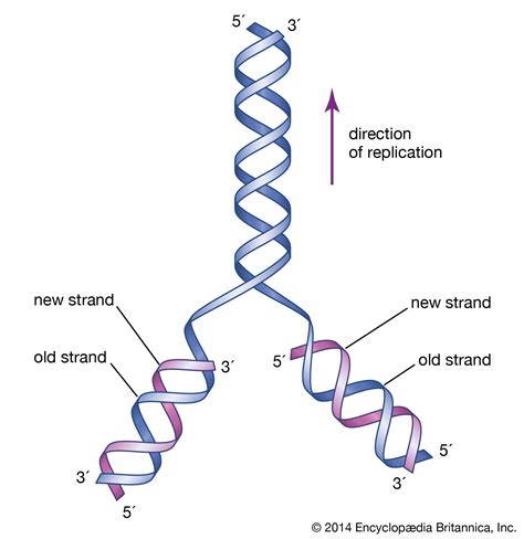 how to get dna replication